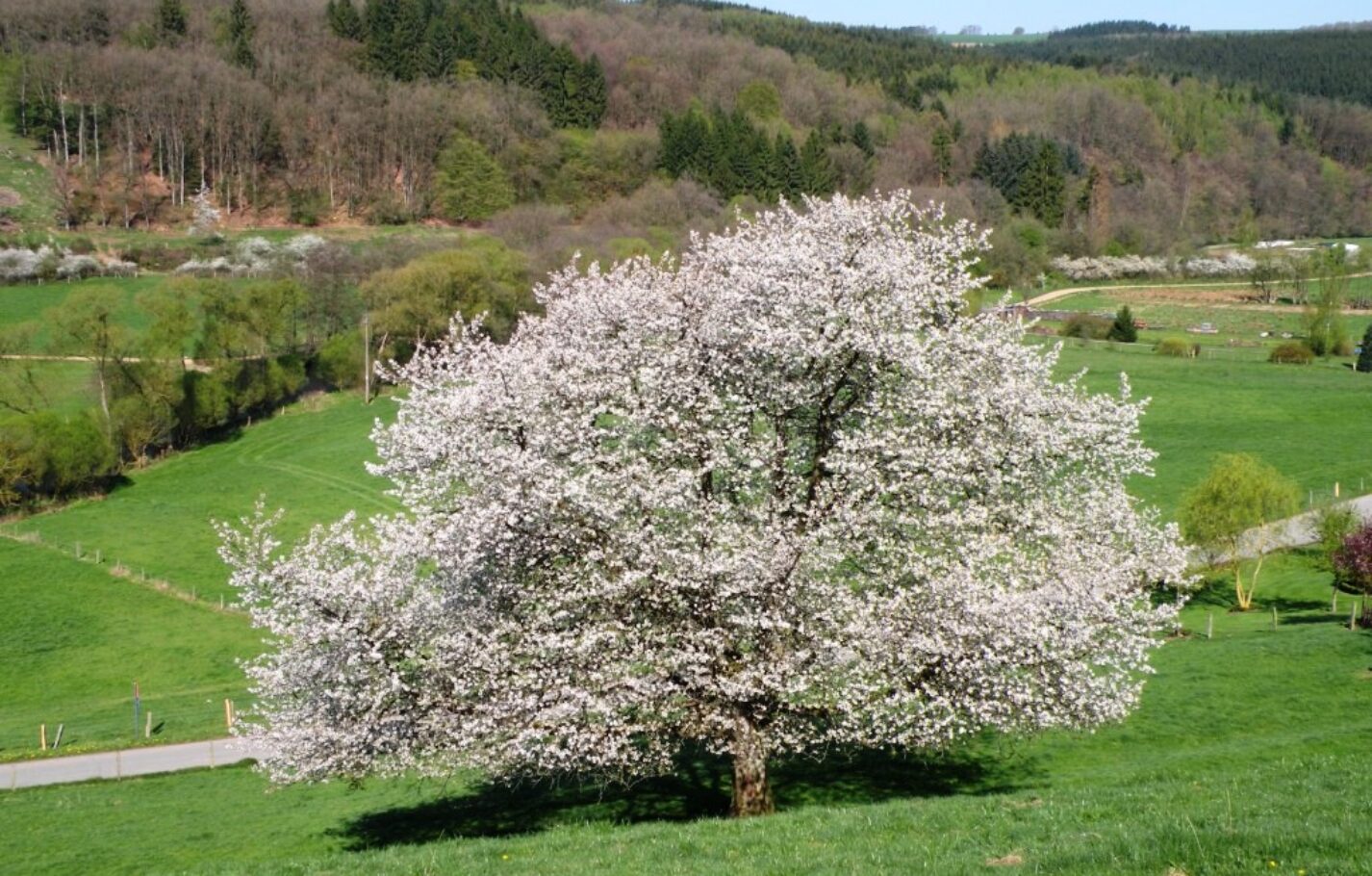 auel-kirschbaumblüte