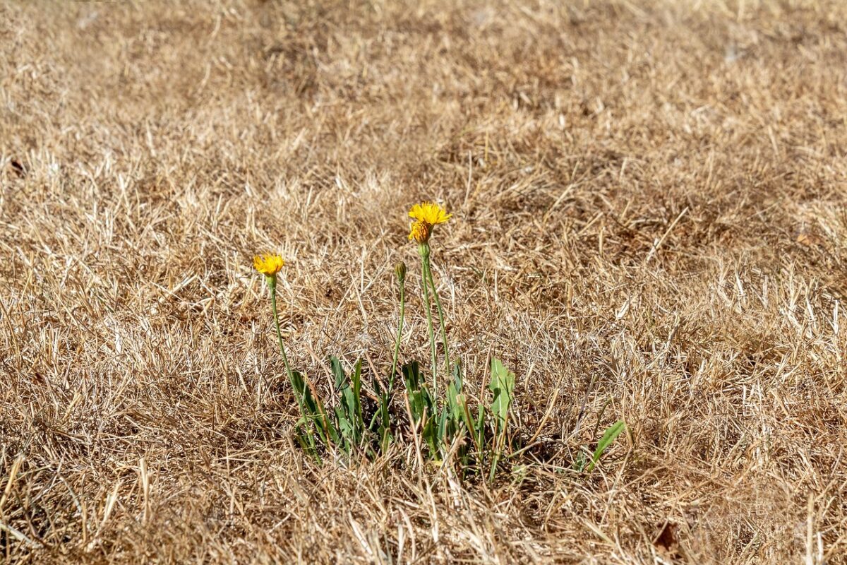 myriams-fotos-drought-3589606_1280