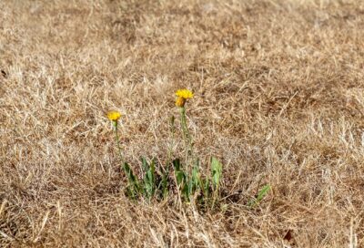 myriams-fotos-drought-3589606_1280