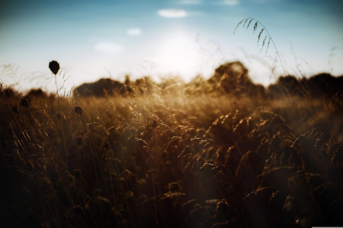 ruslansikunov-nature-6572635