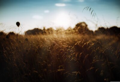 ruslansikunov-nature-6572635